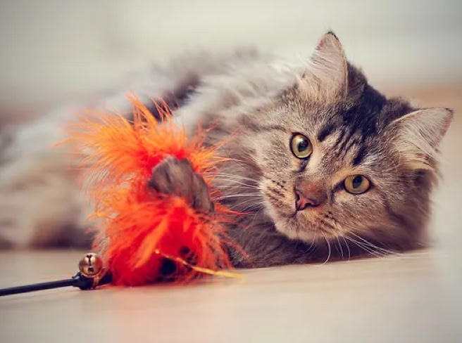 stage éducateur canin comportement