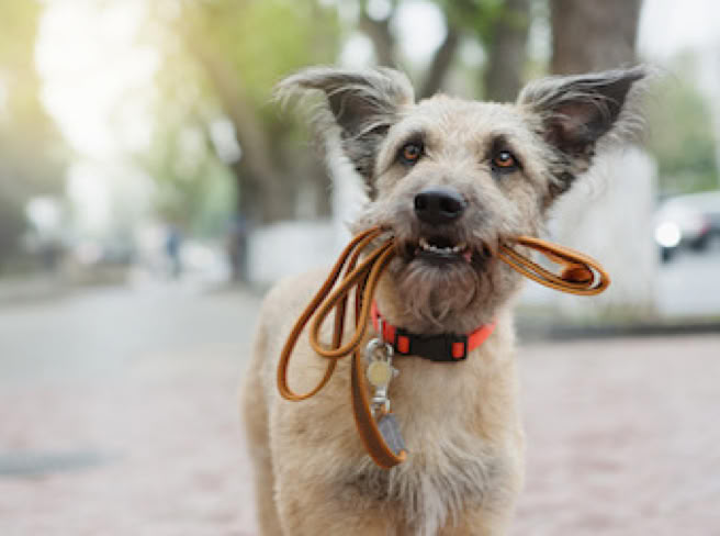 stage éducateur canin comportement
