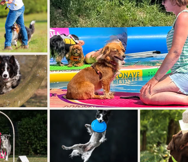 formation médiation zoothérapie animale