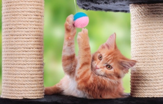 formation chien clicker