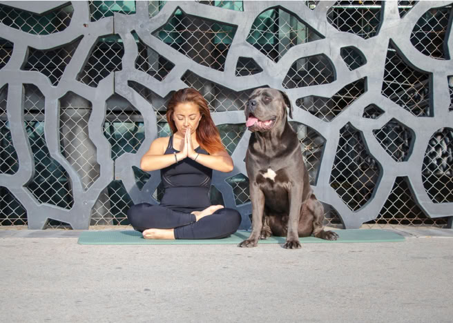 formation petsitter pension chien chat