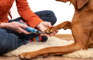 formation médical training chien