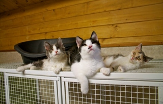 formation chat cliker